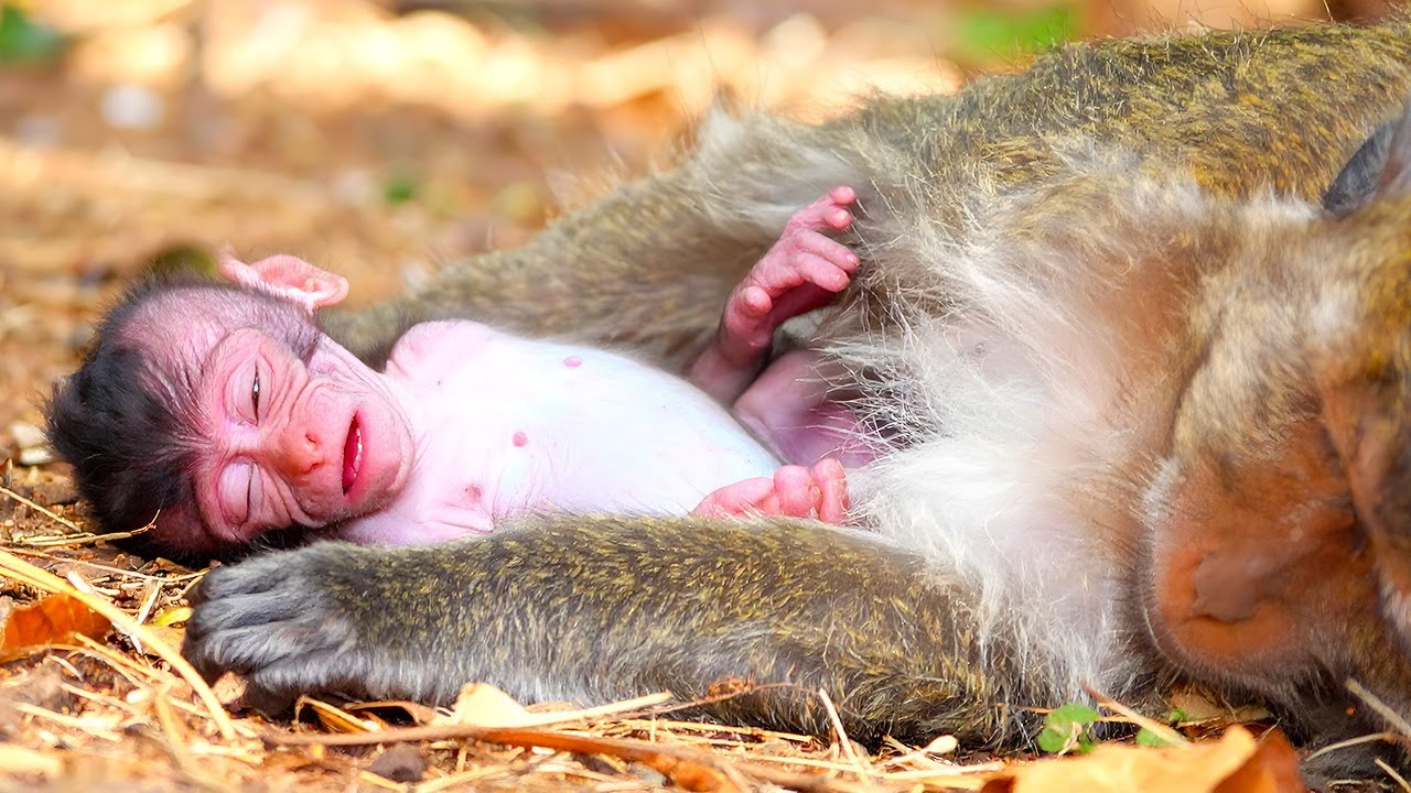 Beyond Instinct: How Monkey Mothers Individually Adapt Parenting Styles for Newborns