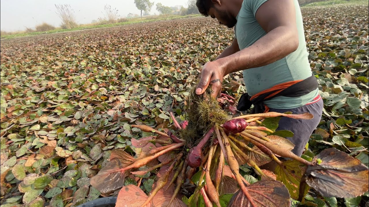 Harvesting Water Chestnuts from the Pond | Singhada
