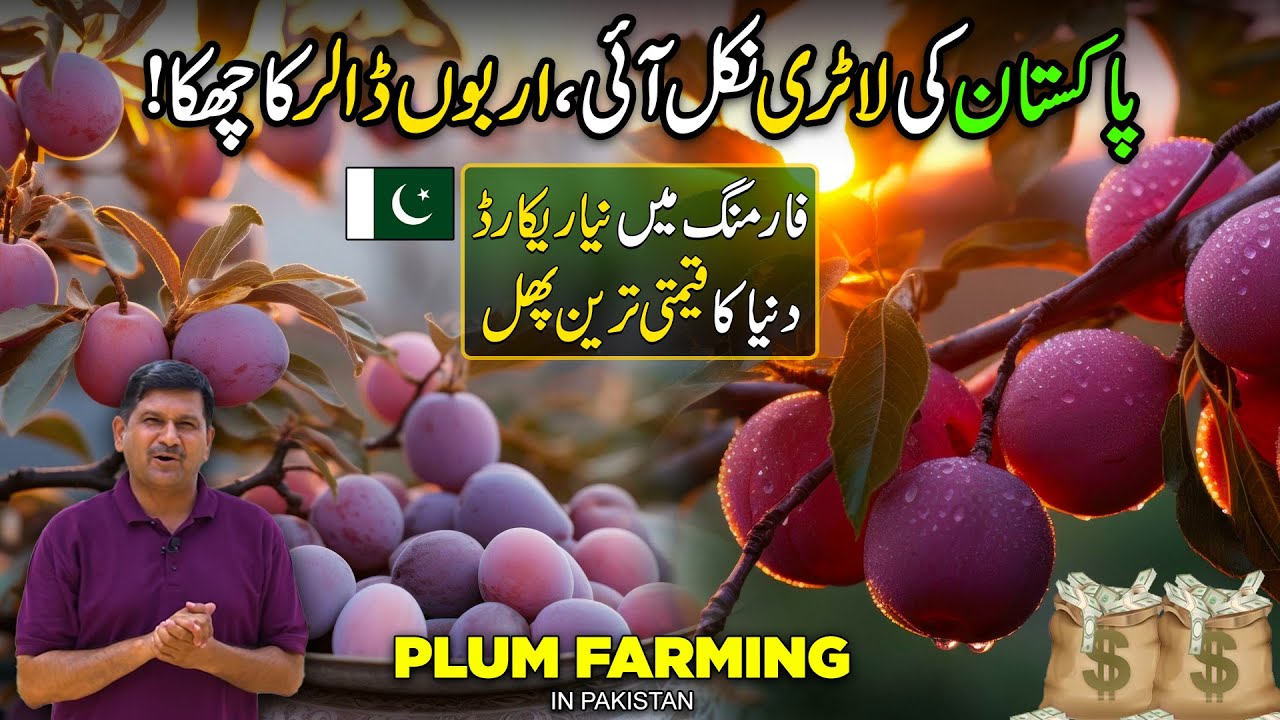 Pakistan's Billion Dollar New Industry | Plum Fruit Farming | Kissan Ka Pakistan | Discover Pakistan