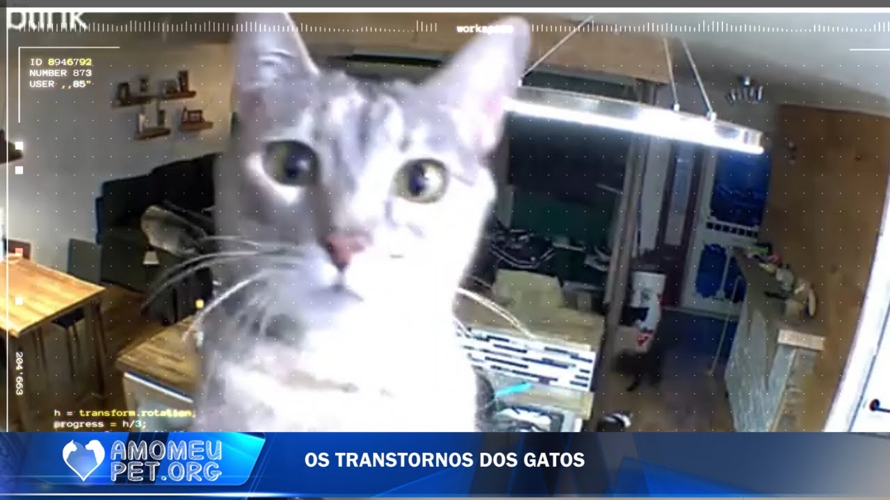 Descobrimos quais s&atilde;o os transtornos mentais dos gatos | Jornalzinho Amo Meu Pet