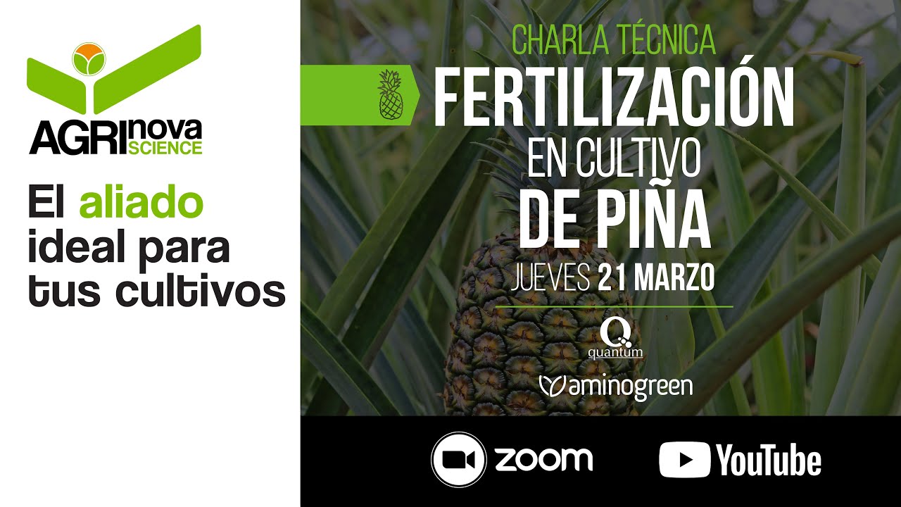Charla técnica sobre fertilización en cultivo de piña