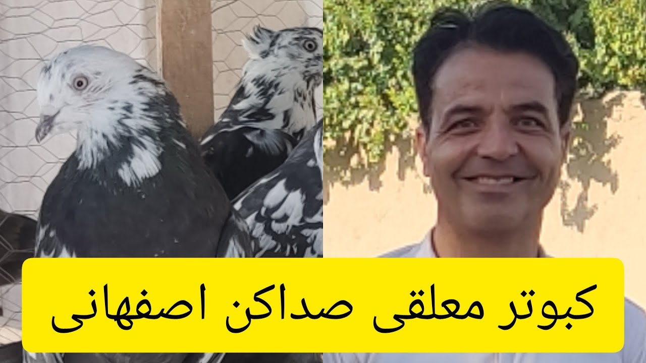❤️مصاحبه با آقای محمد حسین زاهدی از اصفهان _ رهنان کبوتر معلقی صداکن اصفهانی  @iranpigeonclub9545