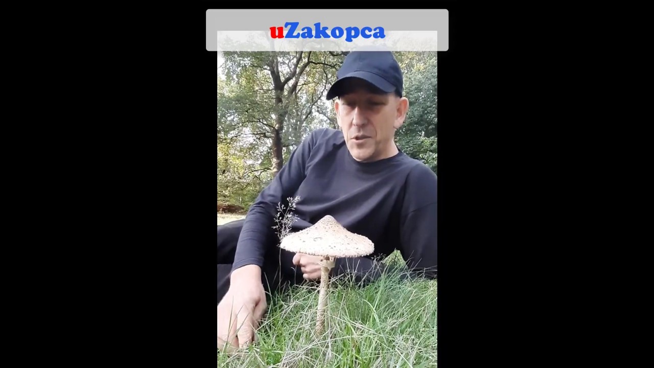 Jak rozpoznać Kanię 🔴 Nie Daj się OTRUĆ! 🔴