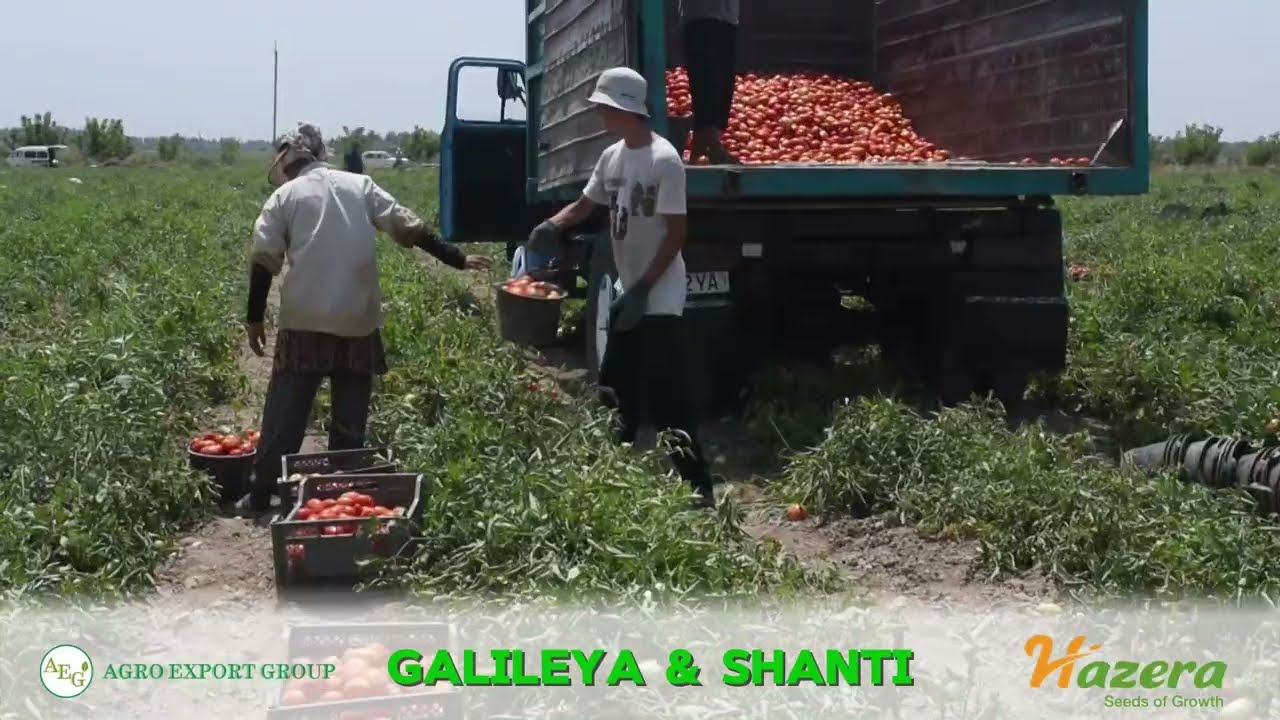 Galileya & Shanti  видео лавха/ AGRO EXPORT GROUP