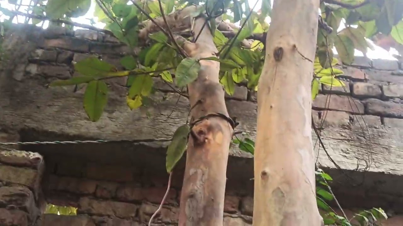 Full garden tour 😃