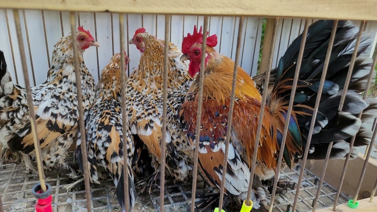 Dostałem kury karzełki łapciate od braciszka 😍🐓Pierwsza sztuka w maju! Pocztowych wchodzi dużo 🫣