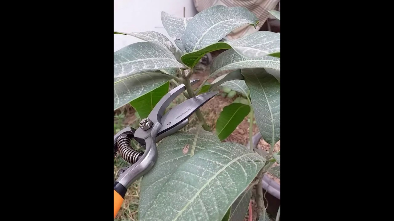 COMO PODAR UN ÁRBOL DE MANGO PARA MANTENERLO PEQUEÑO Y PRODUCTIVO