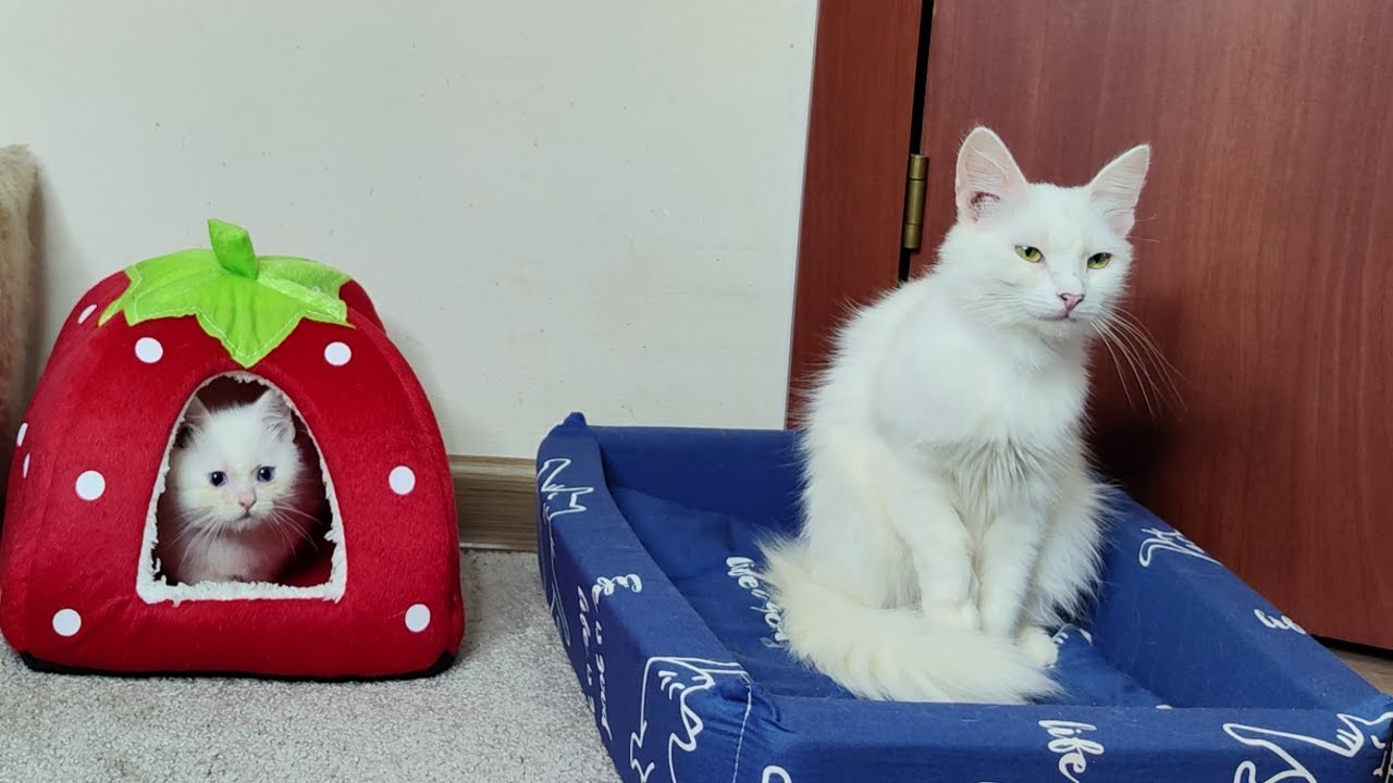 Мама-кошка, не уходи. Мама-кошка и её котята.