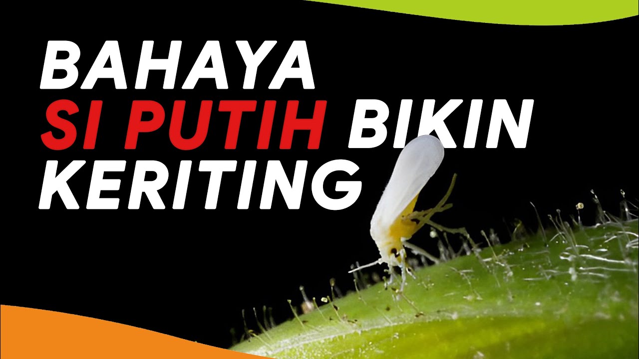 Kupas Tuntas Hama Kutu Kebul, Basmi Sampai Tuntas!