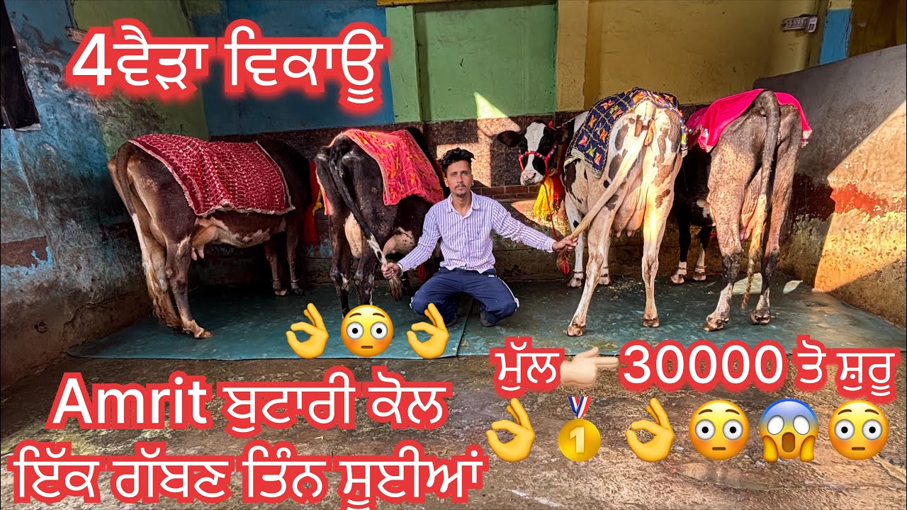 February 7, 2026 📞 +91 84274 18615☎️ #ਤਾਜੀਆ_ਸੂਈਆ #jarsicow #ਗੱਬਣ #sale #viralvideo #share 