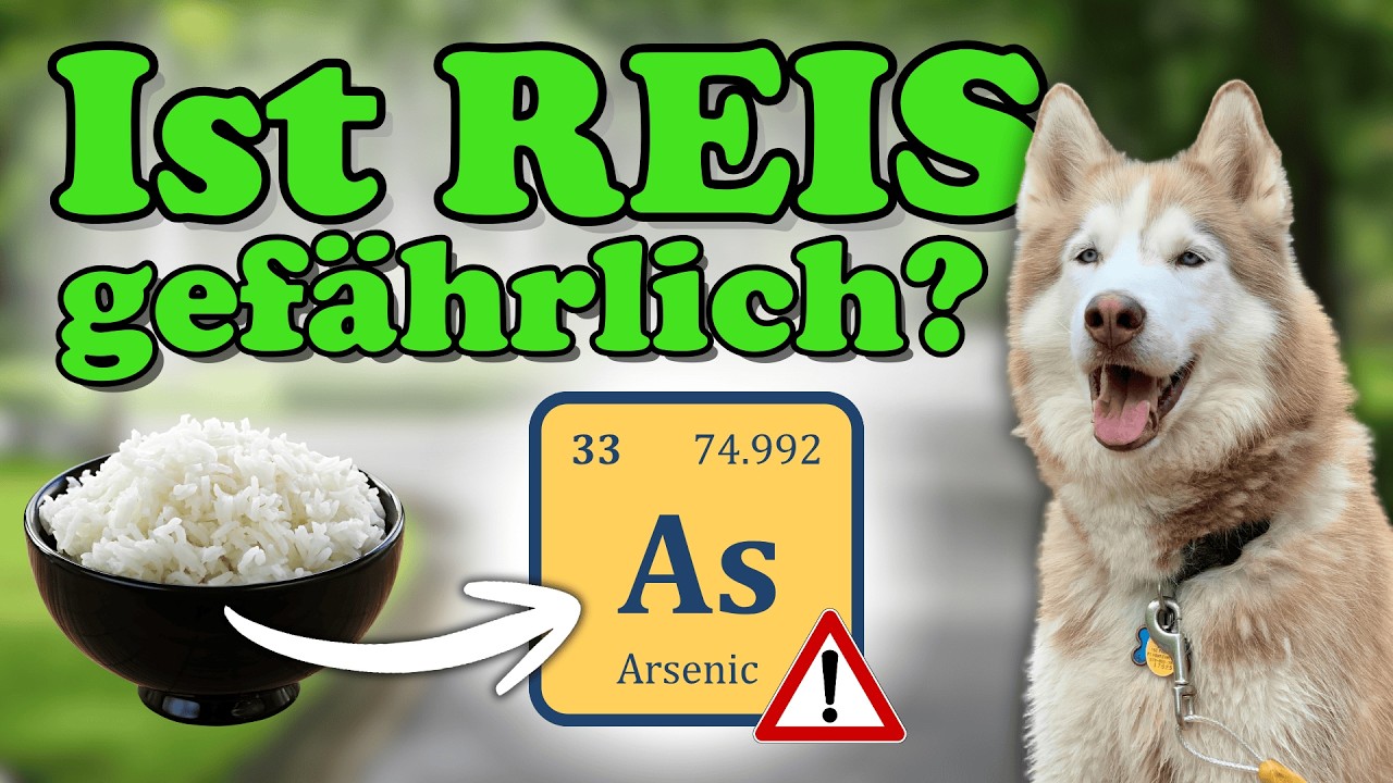 Arsen im Hundefutter: Vergifte ich meinen Hund mit Reis? ☠️ / Arsenbelastung durch Reis im Futter ?