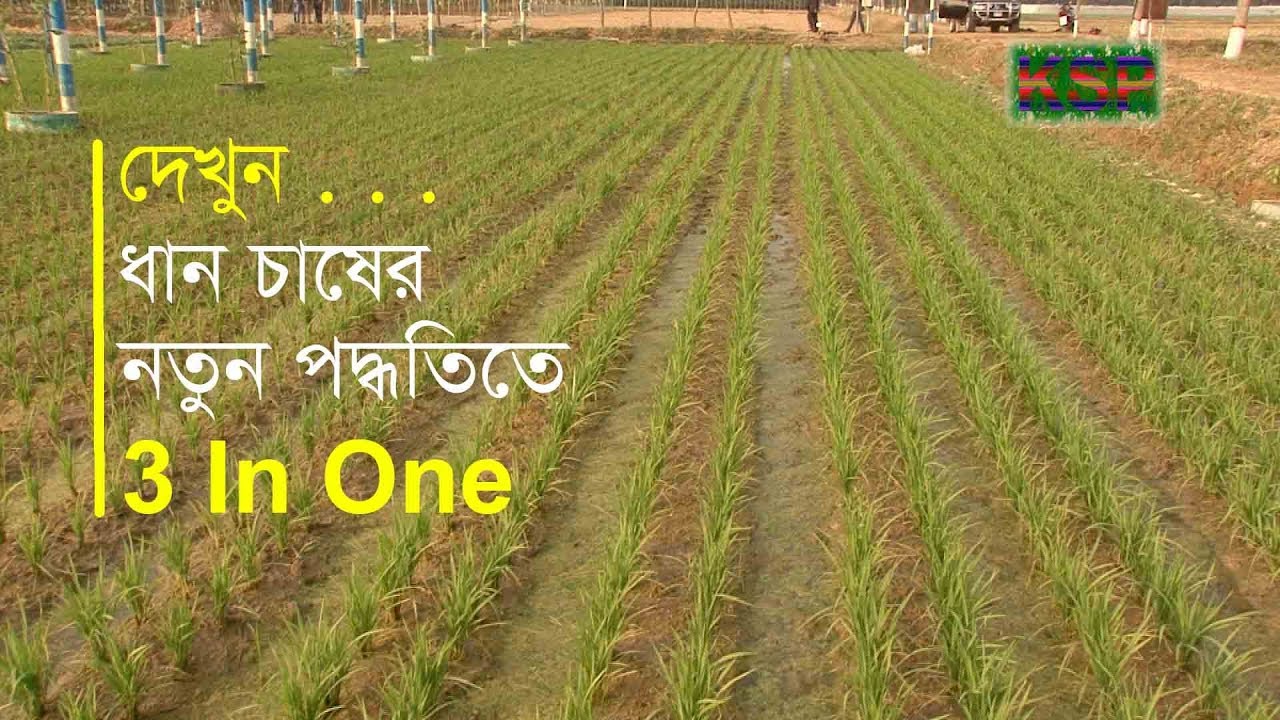 নতুন পদ্ধতিতে ধান চাষ | New technology in agriculture