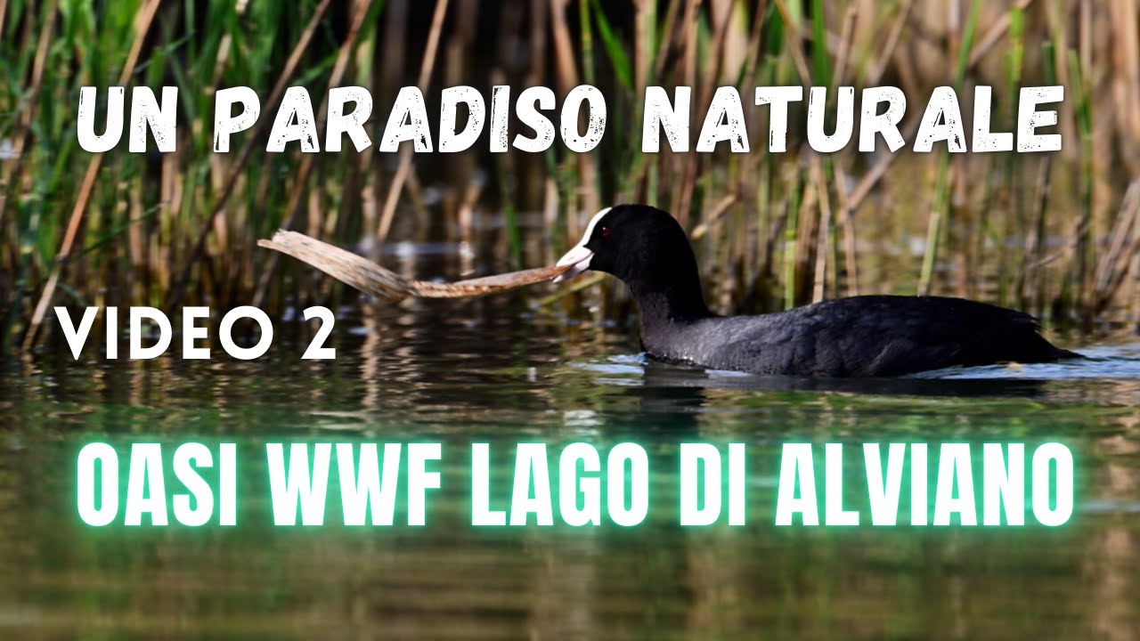 OASI WWF LAGO DI ALVIANO Un Paradiso Naturale secondo giorno video 2