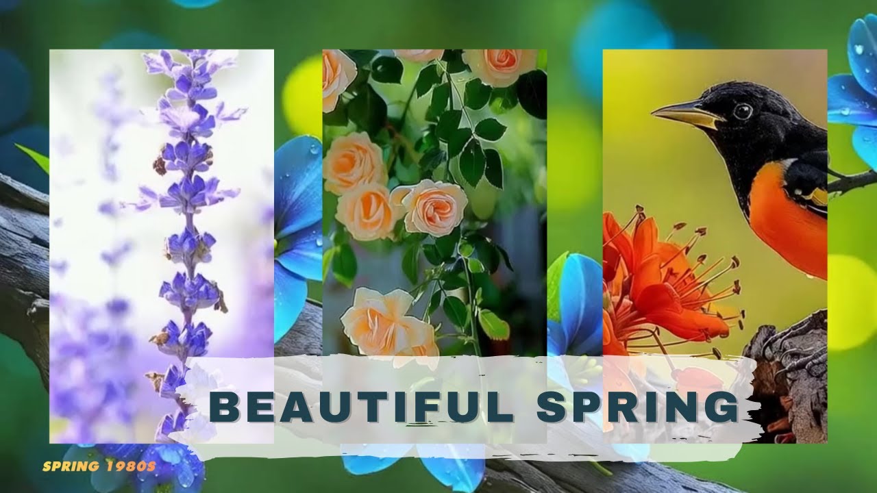 a playlist for soft spring mornings 🤍 the best classical music of all time