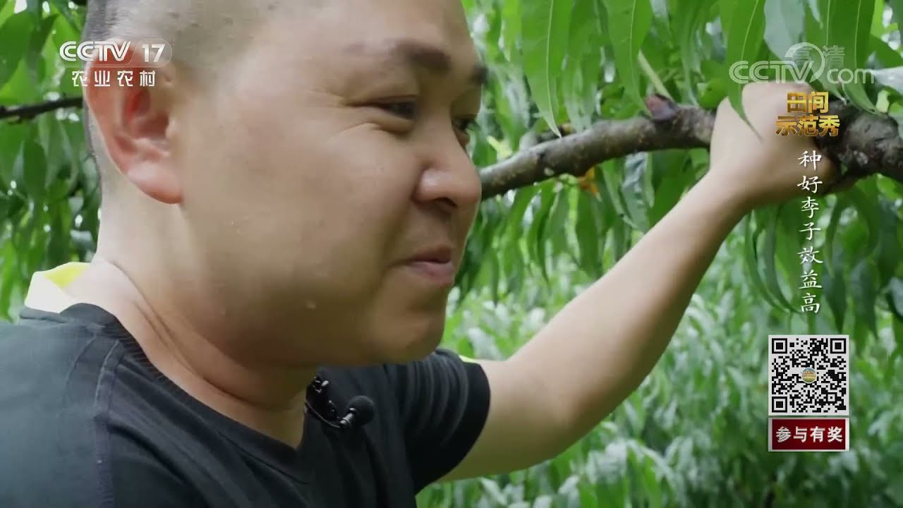 《田间示范秀》 20210909 种好李子效益高|农业致富经 Agriculture And Farming