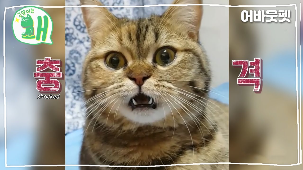 Кот был потрясен запахом ног дворецкого.