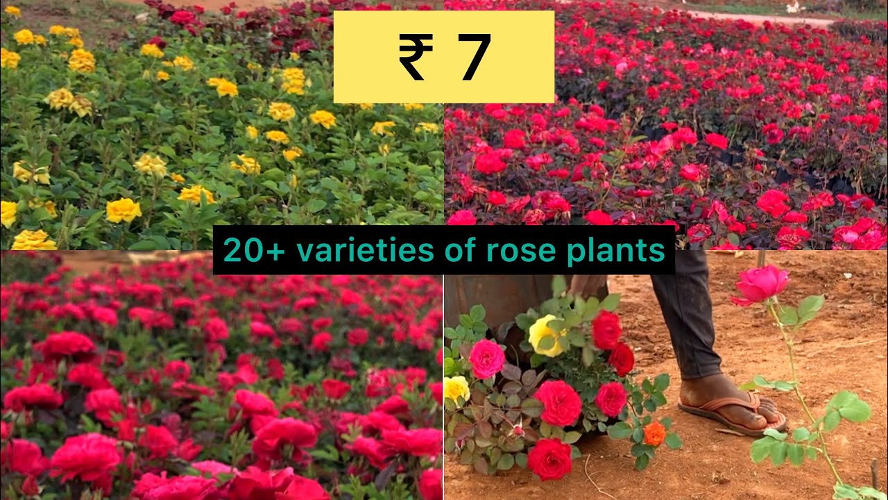 ₹ 7  rose plants | Nursery visit | Bangalore | location mentioned #plantnursery #rose #bangalore