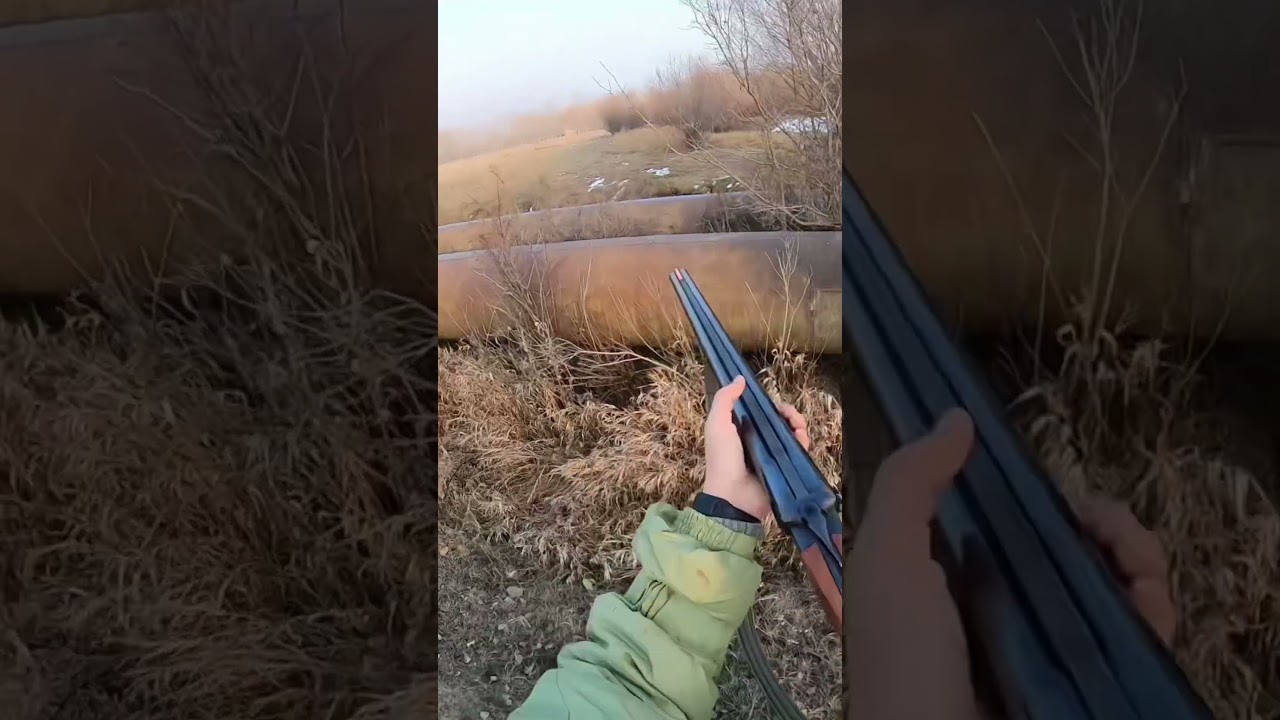 Magpie killing #hunt #shotgun