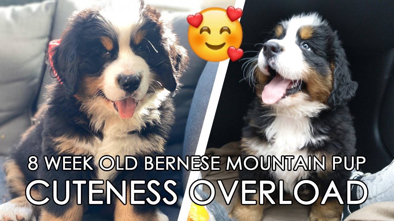 We got a PUPPY! 🥰❤ 8 Weeks old Bernese Mountain Dog CUTENESS OVERLOAD