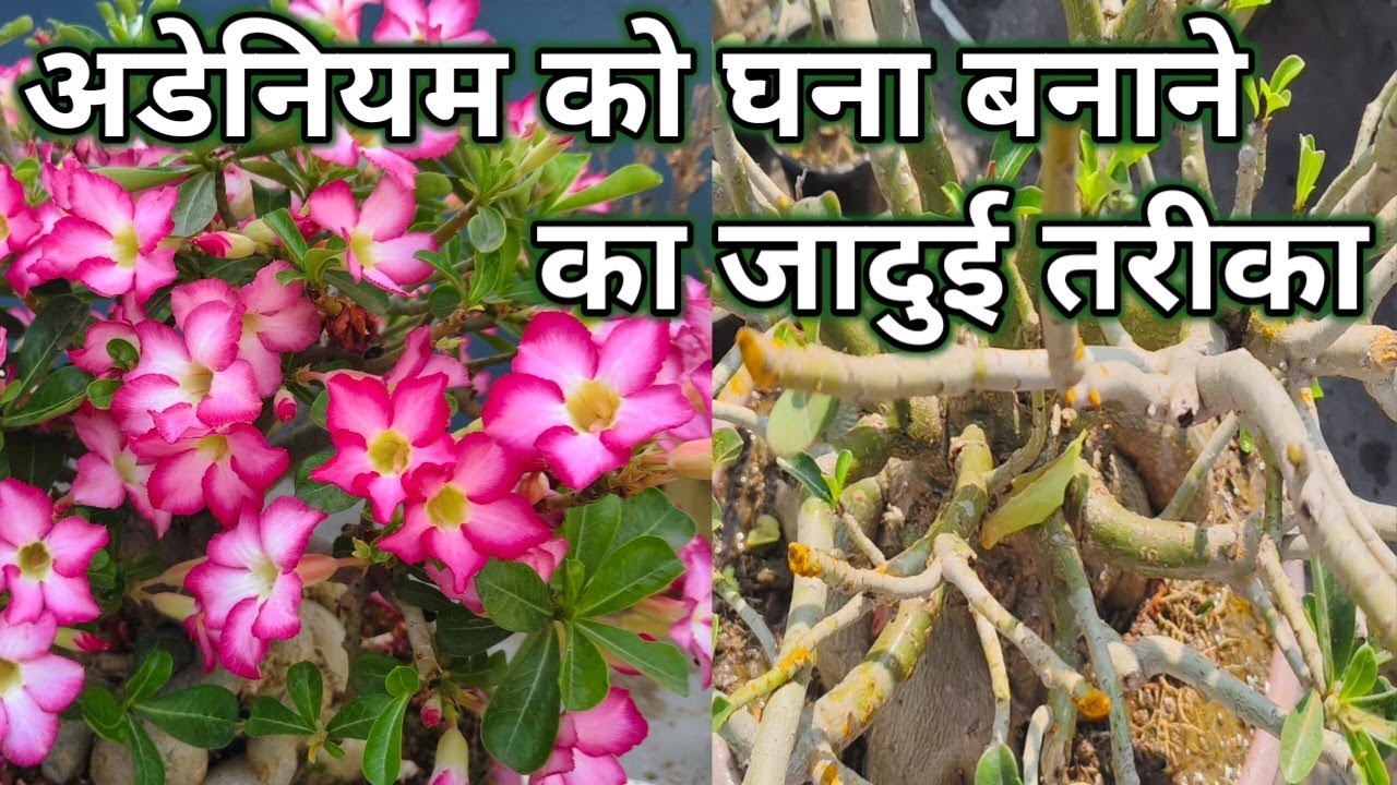 🌸अडेनियम को घना और सुंदर बनाने के लिए यह काम जरूर करें! ✅✨🌸 Adenium Pruning & Repotting Guide