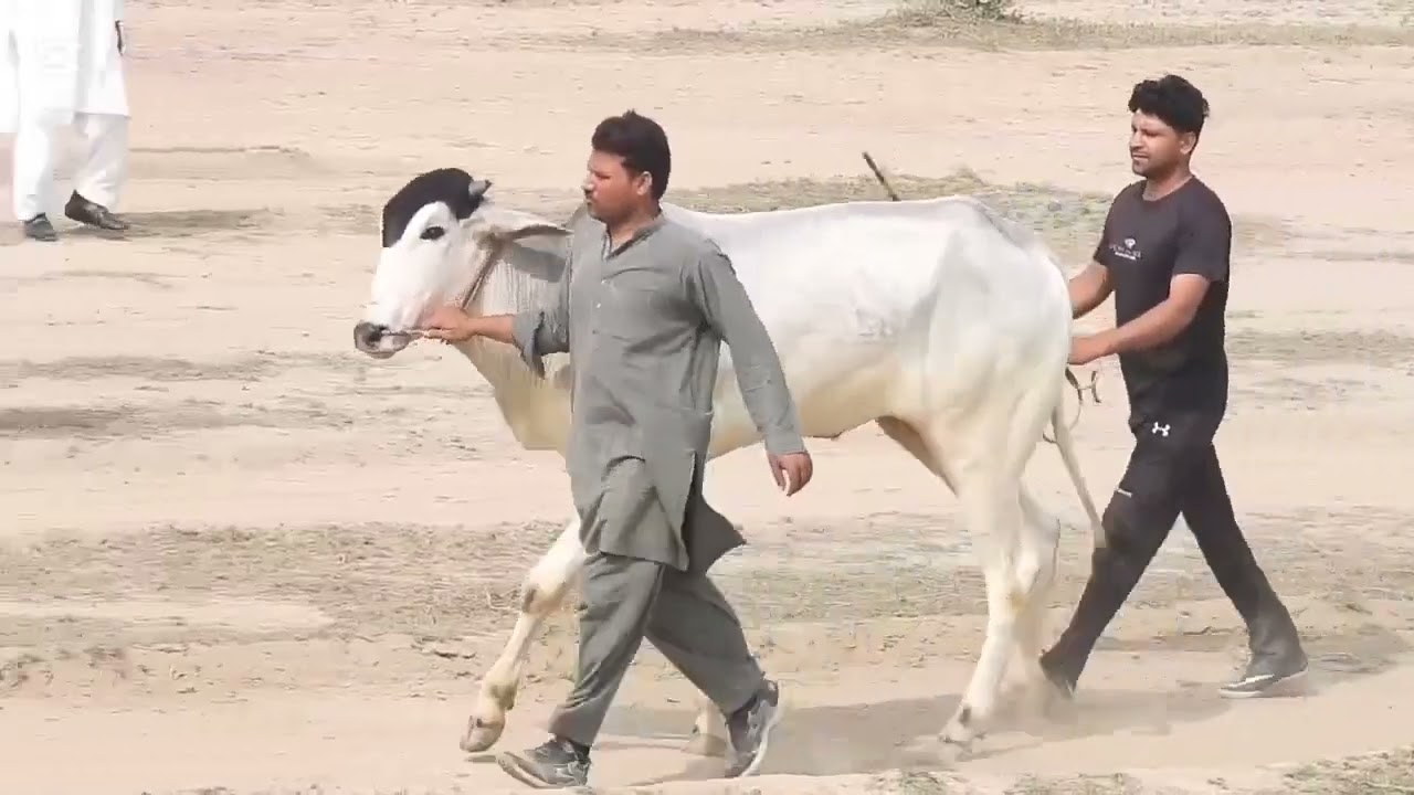 بیلوں کی فرائیاں