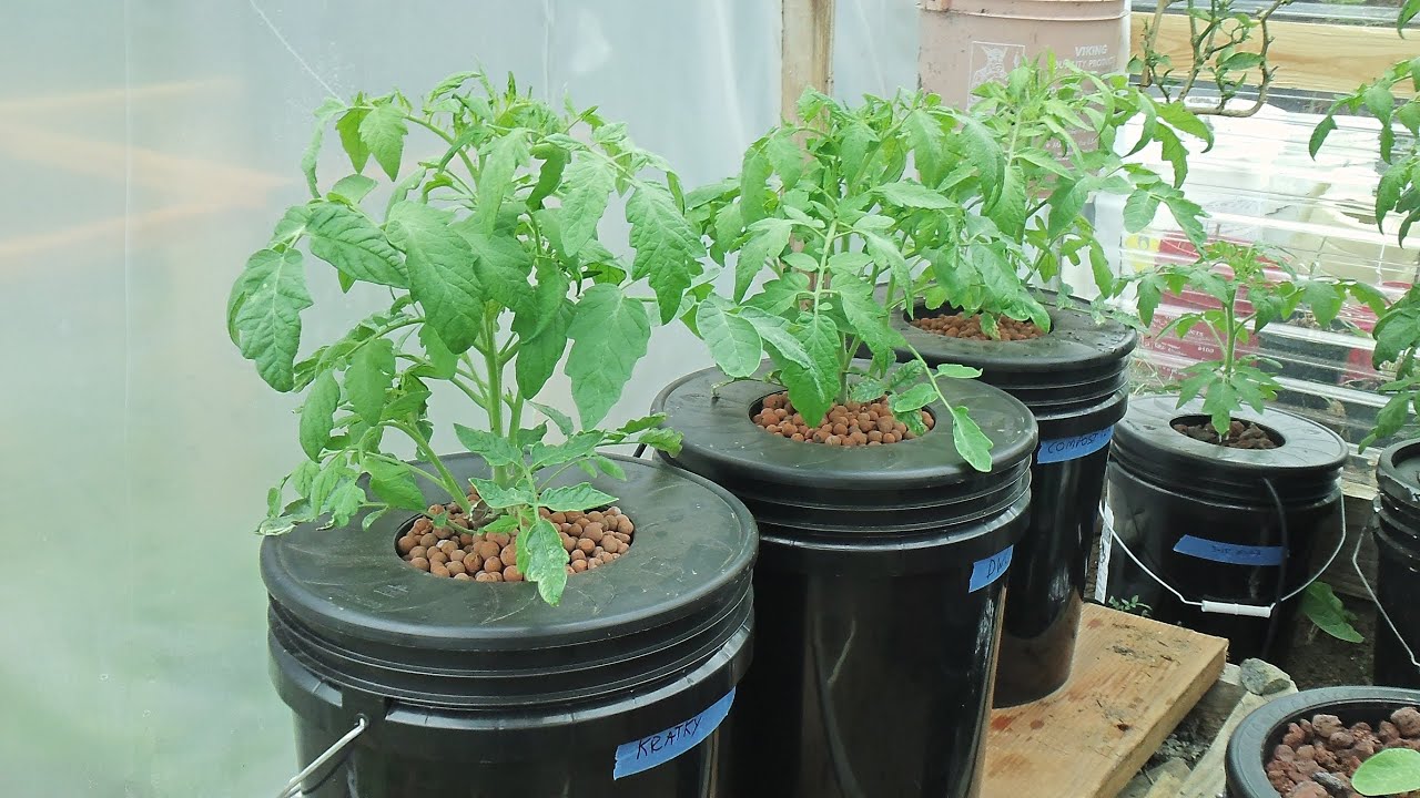 Kratky Method-DWC-Compost Tea Hydroponics #2 Hydroponic Tomatoes