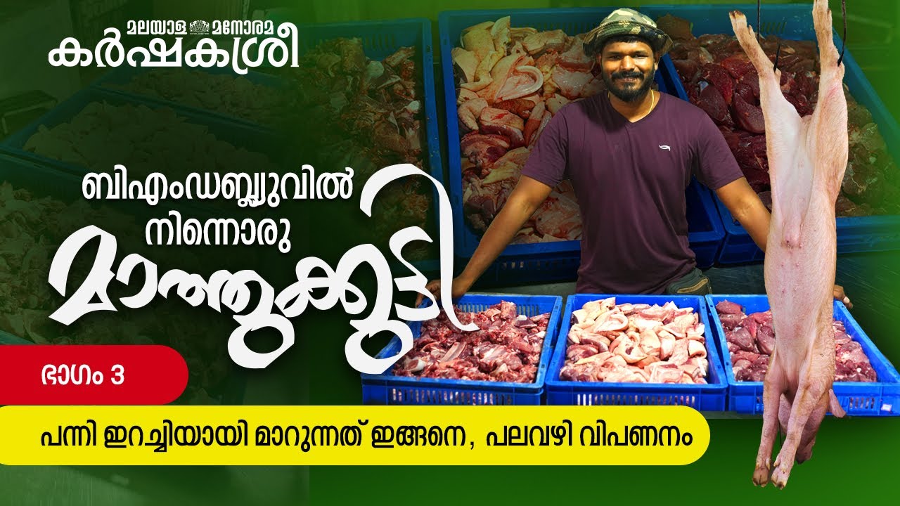 പന്നി എങ്ങനെ ഇറച്ചിയായി മാറുന്നു? | മാത്തുക്കുട്ടി – Part 3 | Pork Processing