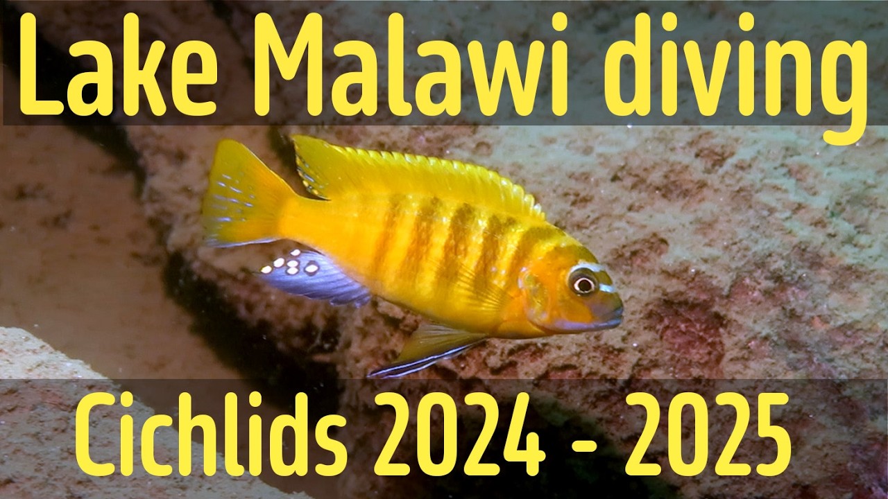 Lake Malawi diving 2024 -2025 cichlids in their natural habitat