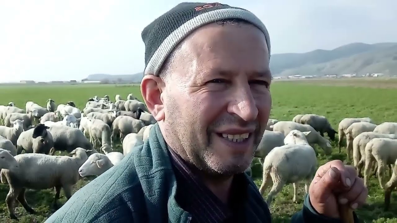 YEŞİL YONCA YAYLIMI~YONCA NEDEN GAZ YAPAR