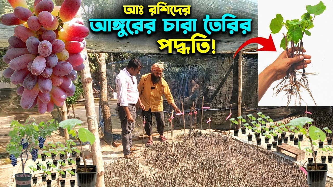 আঙ্গুরের কাটিং থেকে চারা তৈরির পদ্ধতি জানুন আঃ রশিদের | Ep-1030