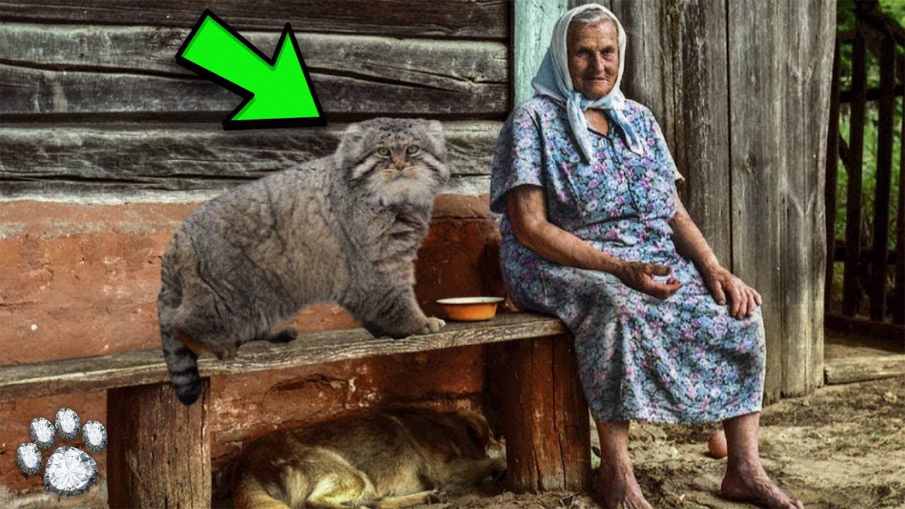 Она думала, что вырастила обычного котенка, но через два года он проявил свой характер