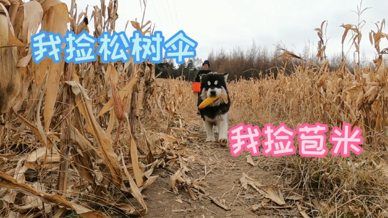 吉林延边，农村姑娘上山采了一盆松树伞，说出来都怕大家不相信！ #三农  #延边  #采蘑菇  #我要上热门