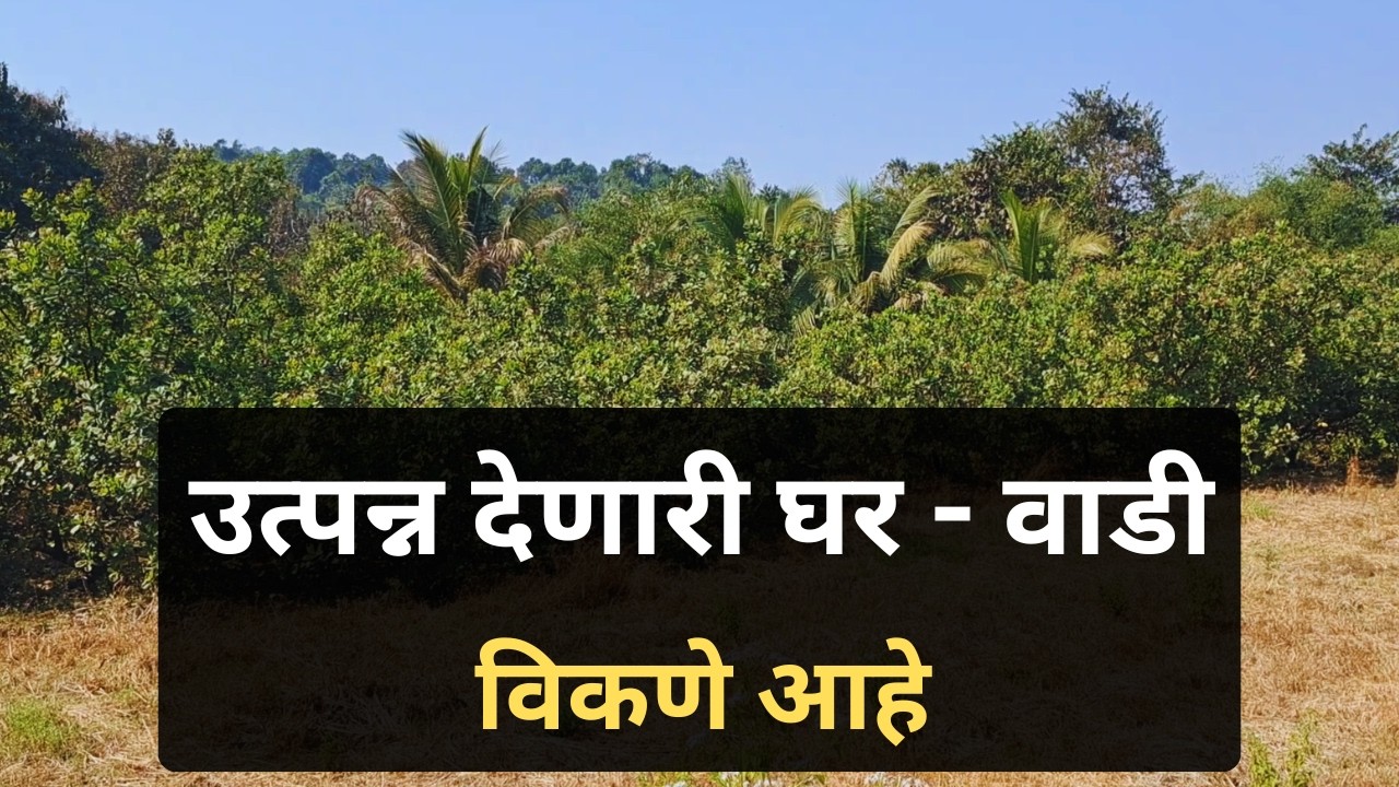 आंबा - काजू - नारळाची उत्पन्न देणारी घर - वाडी शोधताय ? हा विडिओ नक्की बघा
