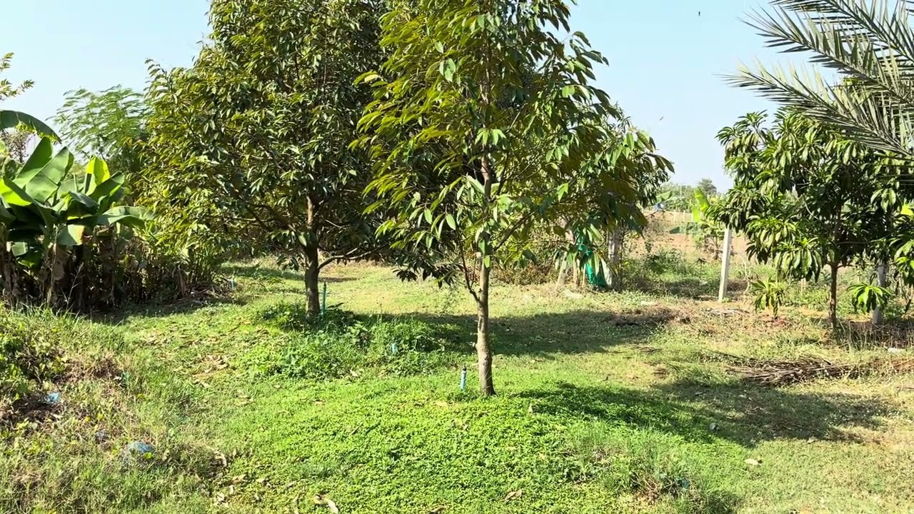 ติดตามการใส้ปุ๋ยทุเรียนเล็ก