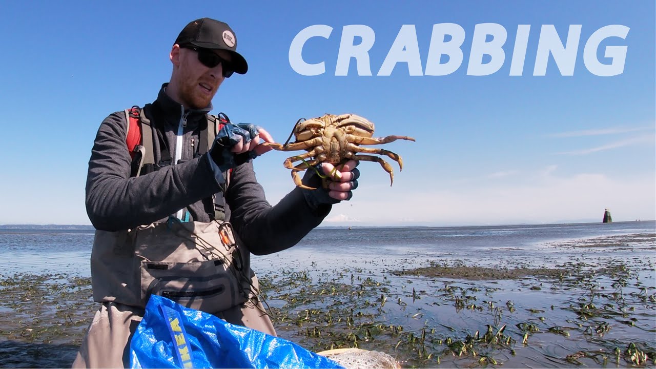 Beach crabbing for big Dungeness crabs at low tide
