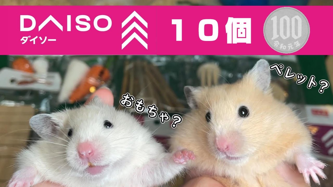 １００均ダイソーでハムスター専用商品１０個購入品紹介！大量に種類ありビックリ