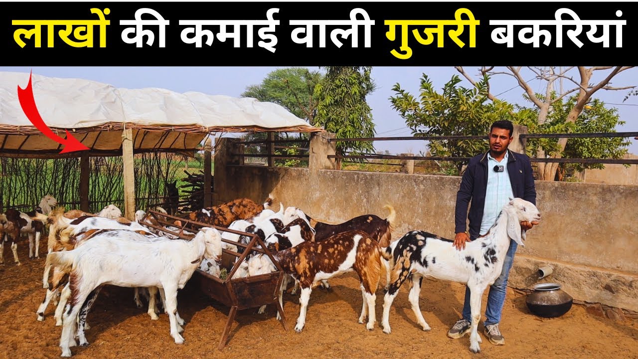 Bakri palan में ऐसी बकरियां करती है लाखों की कमाई | Goat farming business| Harish Yadav