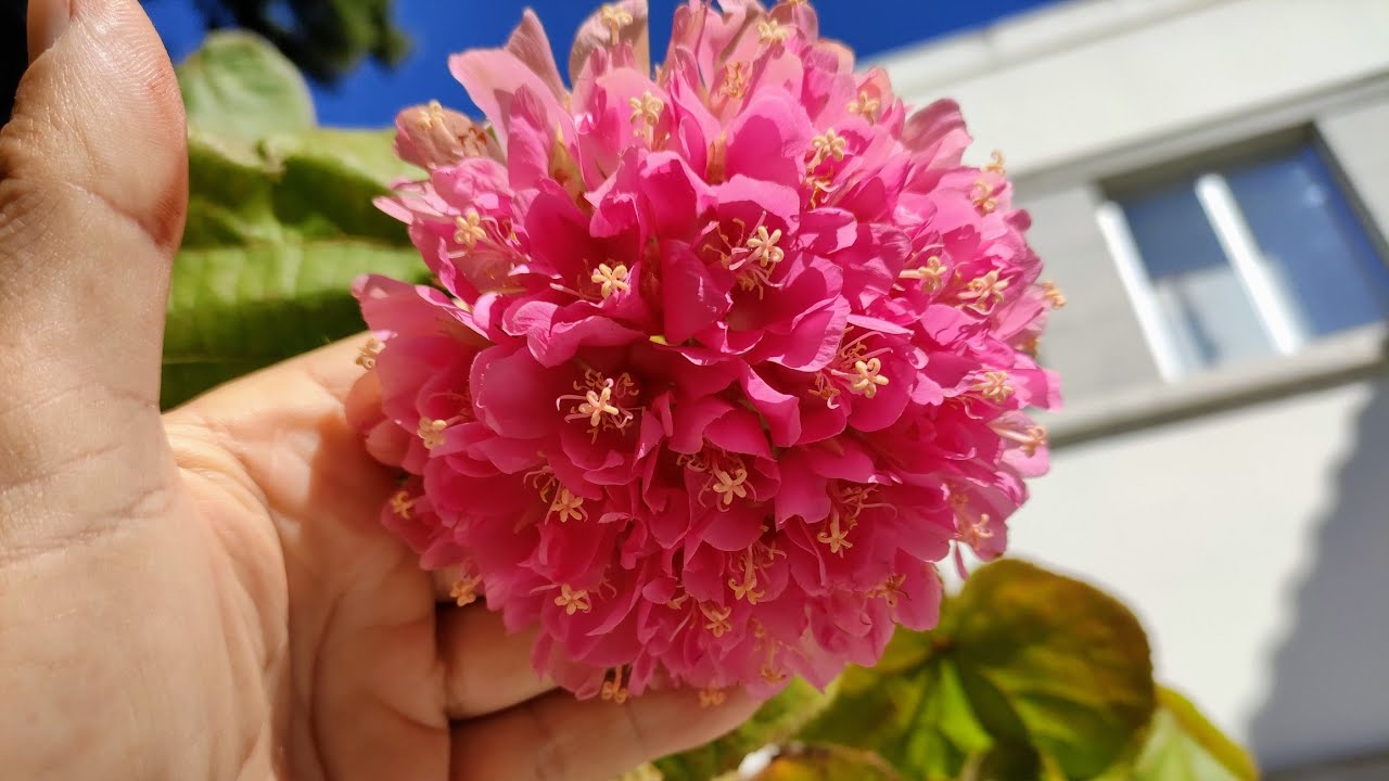 Pink Ball Tree (Dombeya wallichii) - eating Cookie Dough Flowers