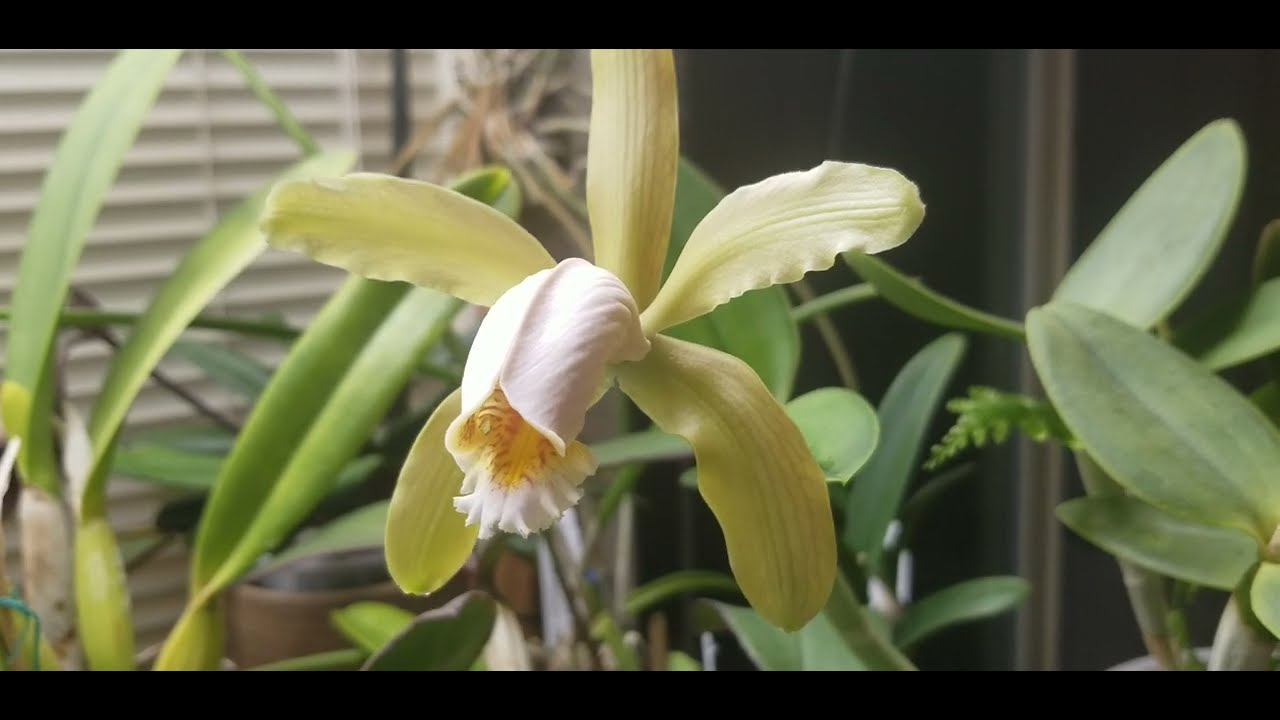Cattleya forbesii - Easy to Grow Bifoliate Cattleya - Semi-hydro