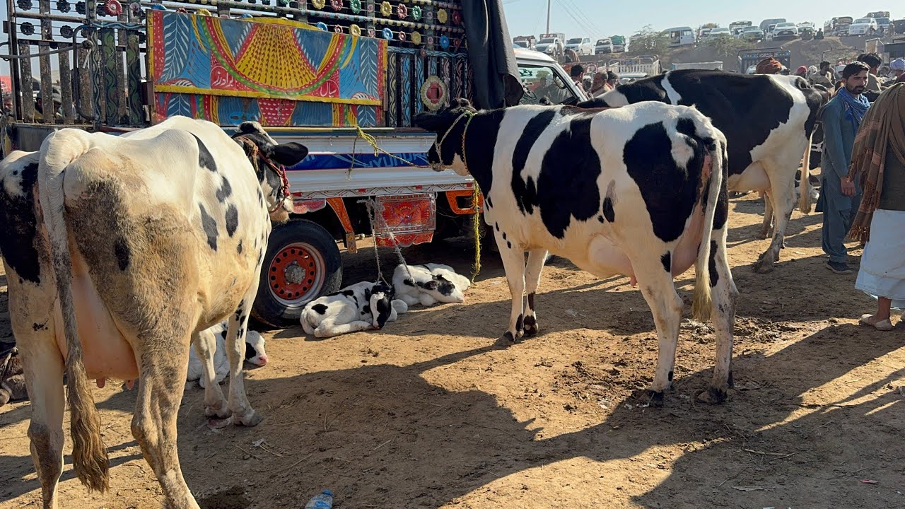 Pull qambar mandi today 23/12/25  #pull #dera #cow #cowmandi