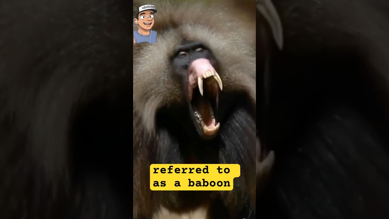 The Most Colorful Primate on Earth