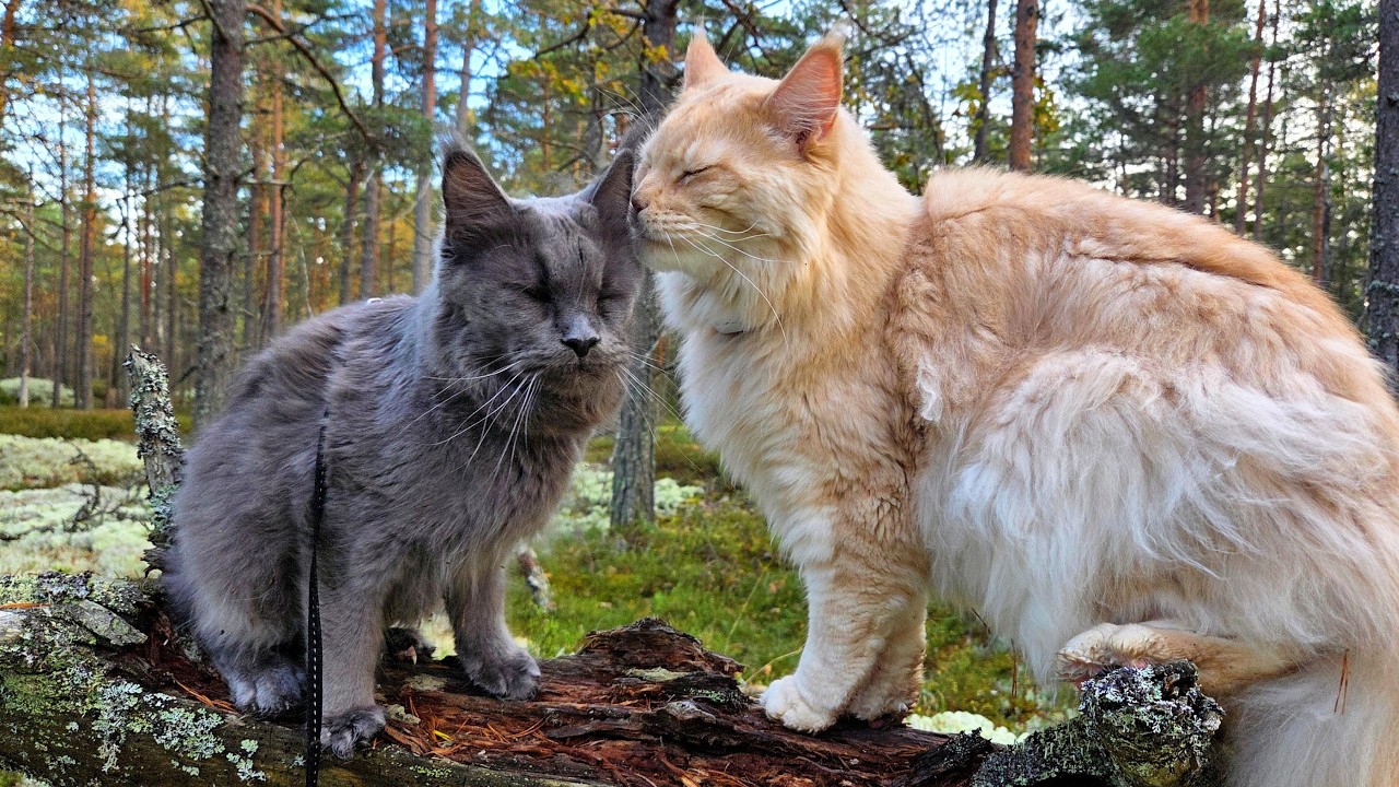 Walk With Buster and Luna In the Forest!