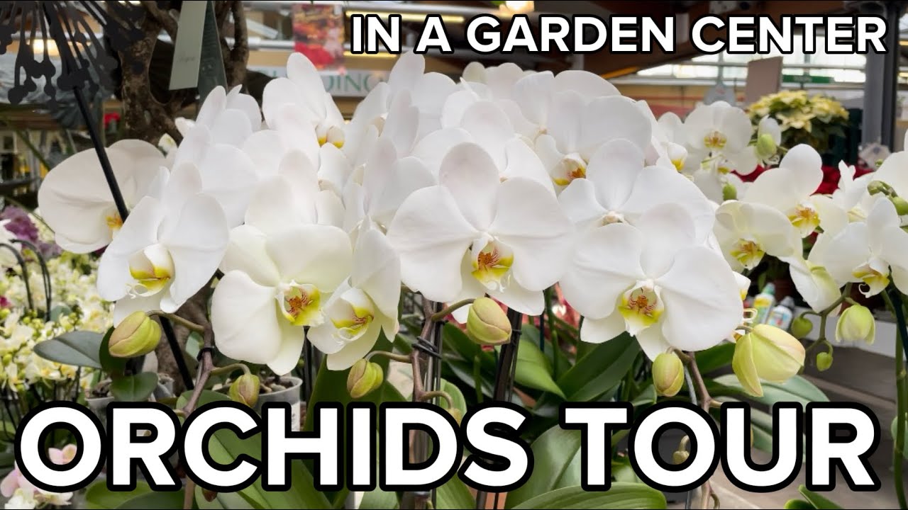ORCHIDS TOUR | Garden Center Visit