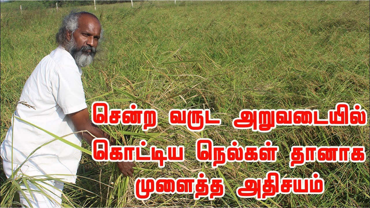 நிலத்தை உழவு செய்யாமல்,விதைக்காமல் அறுவடைக்கு தயாராக நிற்கும் பாரம்பரிய நெல் ரகம் Traditional paddy