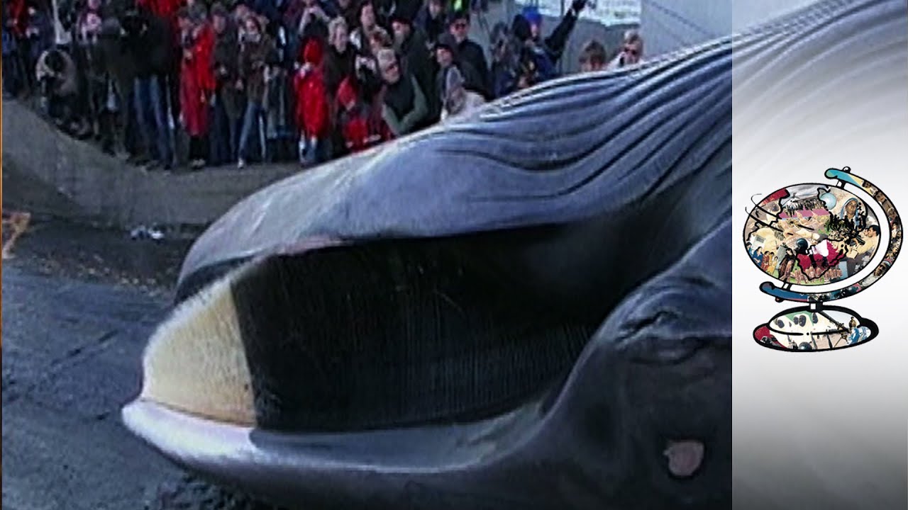 Does Iceland Have a Future in the Whaling Industry?