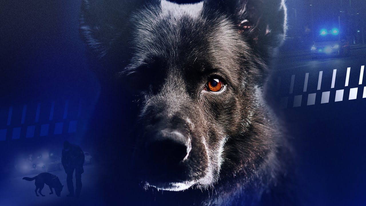 Thor er Danmarks bedste politihund