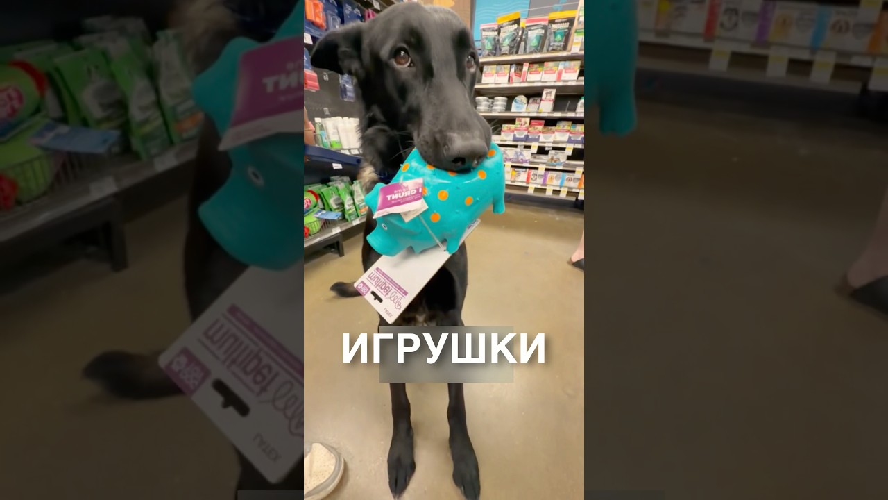 The dog and the squeaky toy 😂 #stories #story #news #newsupdates #shorts
