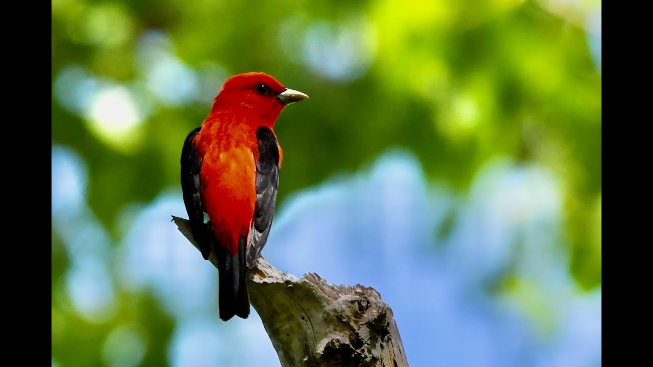 Birding 201 at Magee Marsh   HD 1080p