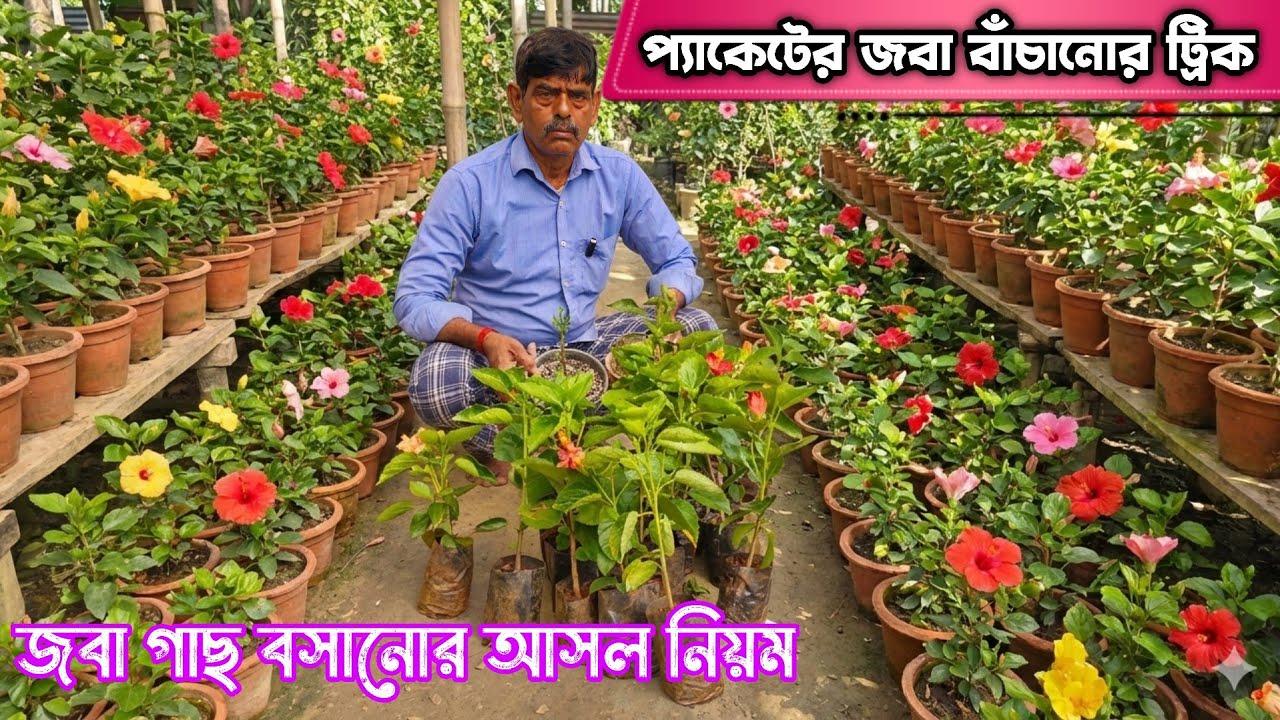 জবা গাছ কোন মাটিতে বসাবেন? প্যাকেটের জবা গাছ বাঁচানোর সেরা ফর্মুলা
