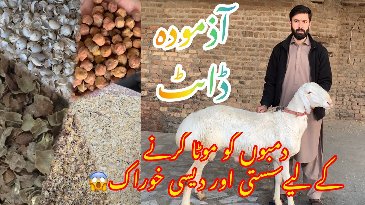 Dumbo ko farba / mota karnay kay leyain bahtreen or saste khowarak | diet plane to make sheep heavy
